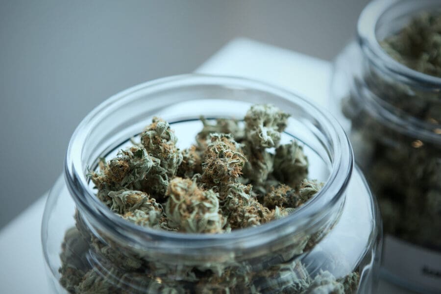cannabis in flower form in glass jars